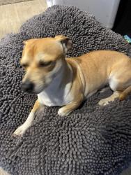 Found/Stray Male Dog last seen Boon rd, Lewis County, WA 98596