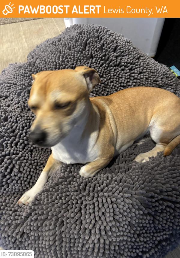 Found/Stray Male Dog last seen Boon rd, Lewis County, WA 98596