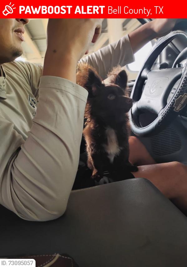 Lost Male Dog last seen Catfish Rd salado tx, Bell County, TX 76571