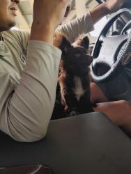 Lost Male Dog last seen Catfish Rd salado tx, Bell County, TX 76571