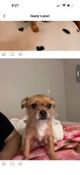 Reunited Male Dog last seen Lake mead and sloan, Sunrise Manor, NV 89156