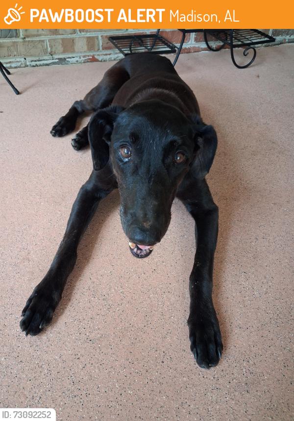 Found/Stray Female Dog last seen Nick Davis rd, Madison, AL 35757