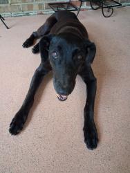 Found/Stray Female Dog last seen Nick Davis rd, Madison, AL 35757