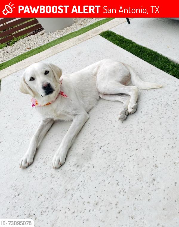 Lost Female Dog last seen Dreiss and Indiana, San Antonio, TX 78210