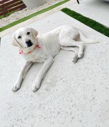 Lost Female Dog last seen Dreiss and Indiana, San Antonio, TX 78210