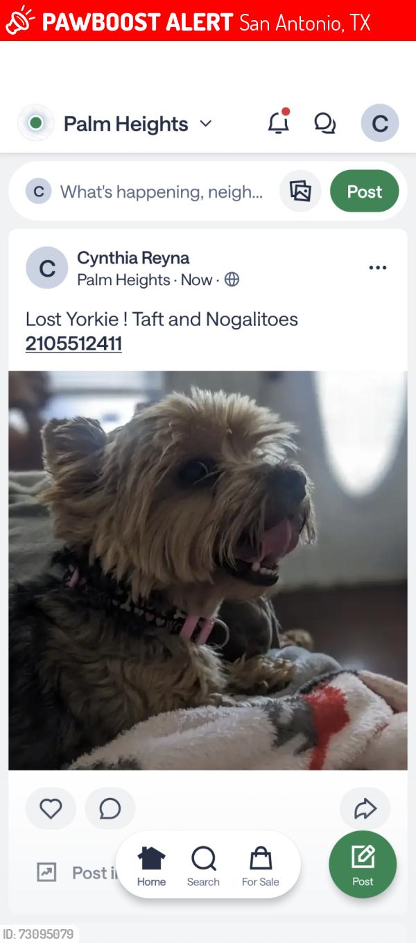 Lost Female Dog last seen Taft and Nogalitoes, San Antonio, TX 78226