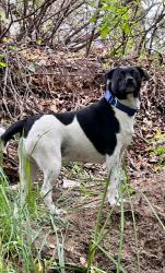 Lost Male Dog last seen Auburn Blvd, Citrus Heights, CA 95610