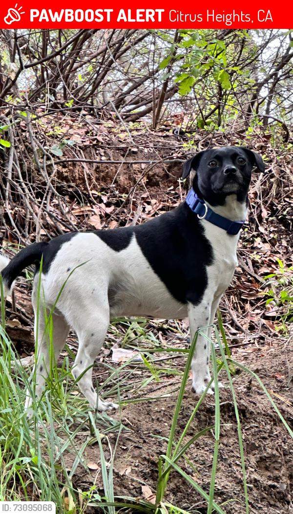 Lost Male Dog last seen Auburn Blvd, Citrus Heights, CA 95610