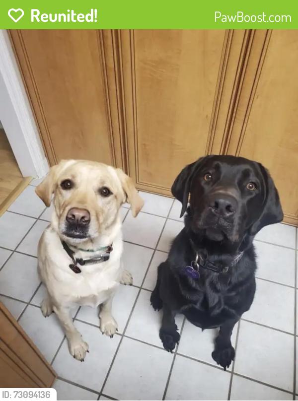Reunited Female Dog last seen Near N Buck Rd, Downingtown PA, Downingtown, PA 19335