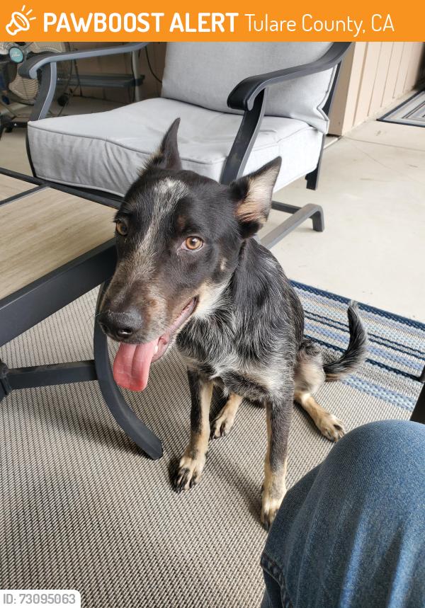 Found/Stray Male Dog last seen Rd 96 & Ave 392, Tulare County, CA 93618
