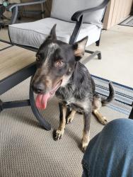 Found/Stray Male Dog last seen Rd 96 & Ave 392, Tulare County, CA 93618