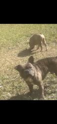 Reunited Male Dog last seen Near SW Cheribon St, Port St. Lucie, FL 34953, USA, Port St. Lucie, FL 34953