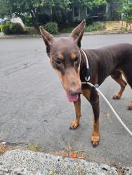Found/Stray Male Dog last seen SW Karen St, Tigard, OR 97223