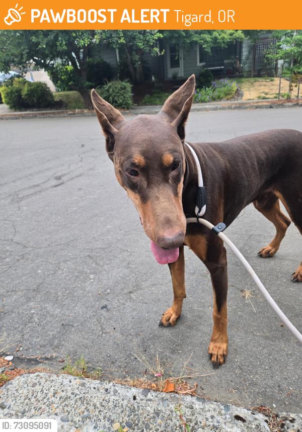 Found/Stray Male Dog last seen SW Karen St, Tigard, OR 97223