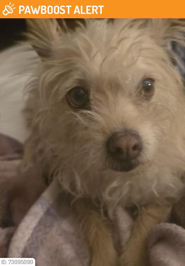 Found/Stray Female Dog last seen Santa Cruz Rd, Desert Hot Springs, CA 92240