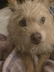 Found/Stray Female Dog last seen Santa Cruz Rd, Desert Hot Springs, CA 92240