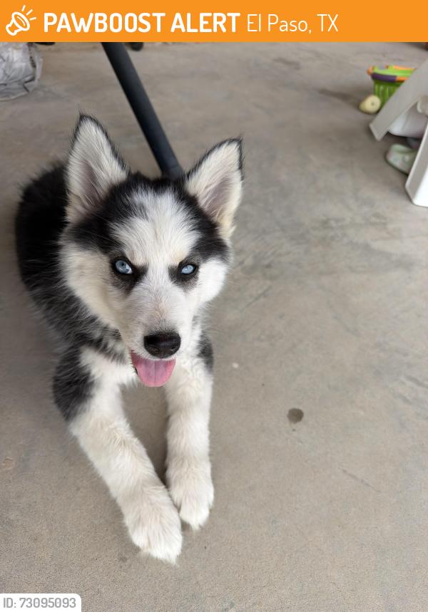 Found/Stray Male Dog last seen Near Randall Cunningham, El Paso, TX 79938