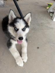 Found/Stray Male Dog last seen Near Randall Cunningham, El Paso, TX 79938