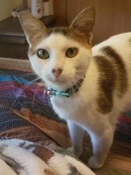Reunited Male Cat last seen Near Cocoa Ln, Pasadena, TX 77502