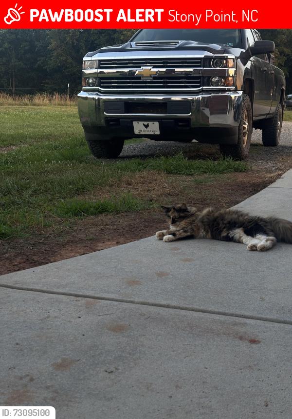 Lost Female Cat last seen Harris Bridge Road to McCurdy Road, Stony Point, NC 28678