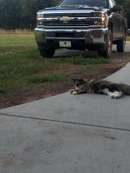 Lost Female Cat last seen Harris Bridge Road to McCurdy Road, Stony Point, NC 28678