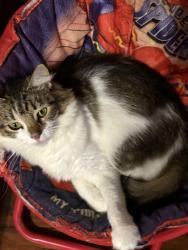 Lost Male Cat last seen Large lake in front of hse, Tallapoosa, GA 30176