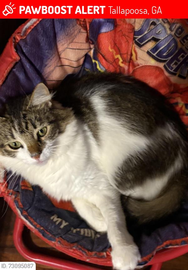 Lost Male Cat last seen Large lake in front of hse, Tallapoosa, GA 30176