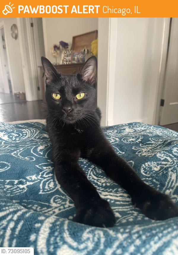 Found/Stray Female Cat last seen Belmont/ Oriole, Chicago, IL 60634