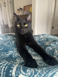 Found/Stray Female Cat last seen Belmont/ Oriole, Chicago, IL 60634