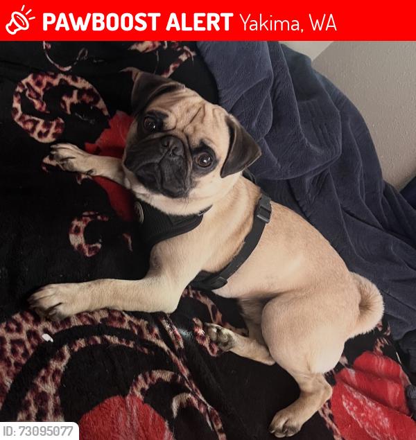 Lost Male Dog last seen Nob hill and south 18th street Yakima, Yakima, WA 98901