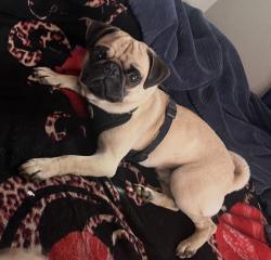 Lost Male Dog last seen Nob hill and south 18th street Yakima, Yakima, WA 98901