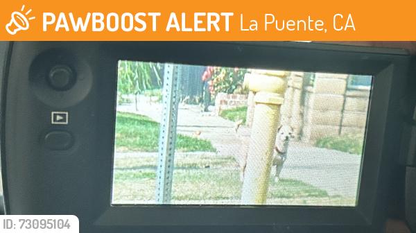 Found/Stray Unknown Dog last seen Near block of Tonopah, La Puente, CA 91744