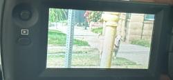 Found/Stray Unknown Dog last seen Near block of Tonopah, La Puente, CA 91744