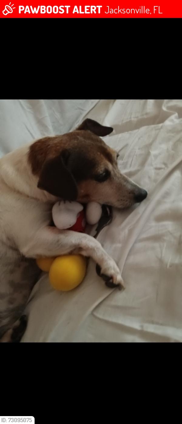 Lost Male Dog last seen Lambing, Jacksonville, FL 32210