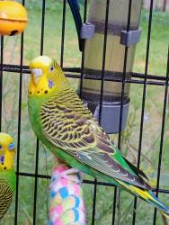 Lost Unknown Bird last seen Thornapple Valley Community Park, Forest Hills, MI 49301