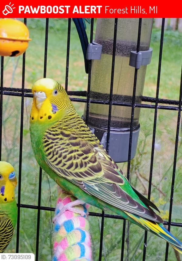Lost Unknown Bird last seen Thornapple Valley Community Park, Forest Hills, MI 49301