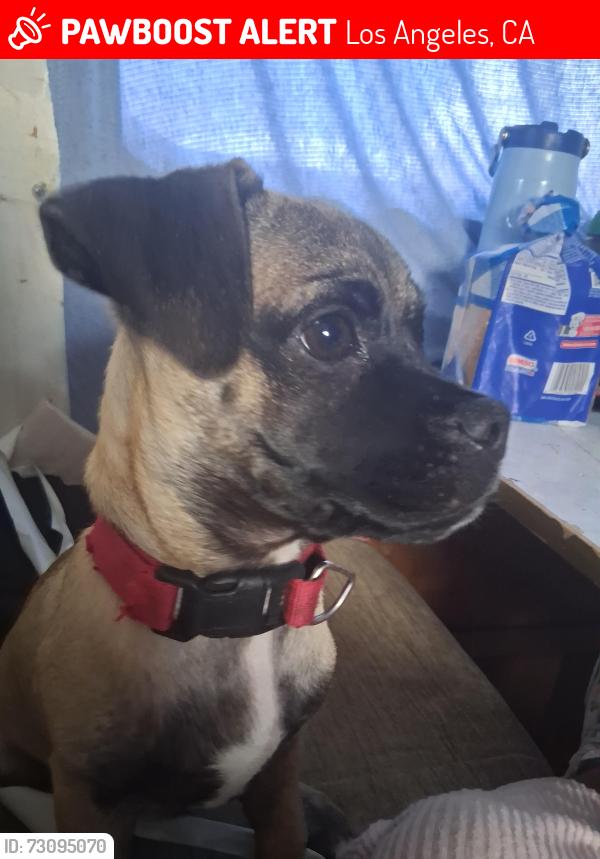 Lost Male Dog last seen Calle central avenida, Los Angeles, CA 90021