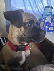 Lost Male Dog last seen Calle central avenida, Los Angeles, CA 90021