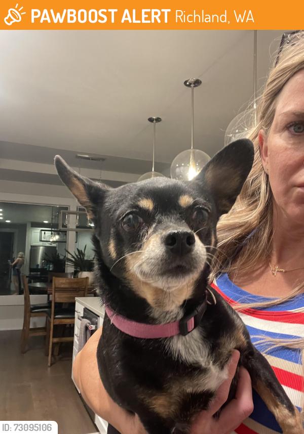 Found/Stray Female Dog last seen Rachel Rd and Epic St Richland Wa, Richland, WA 99352
