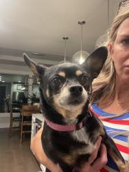 Found/Stray Female Dog last seen Rachel Rd and Epic St Richland Wa, Richland, WA 99352