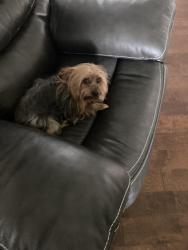 Reunited Male Dog last seen Starlight drive, Lafayette, LA 70501