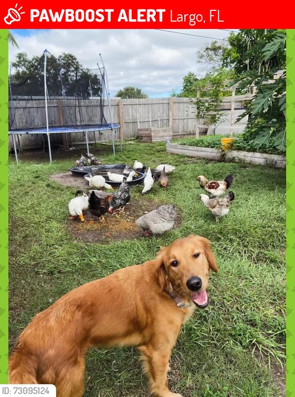 Lost Female Dog last seen 106th & 109th behind the Sunoco, Largo, FL 33778