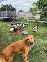 Lost Female Dog last seen 106th & 109th behind the Sunoco, Largo, FL 33778