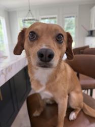 Lost Male Dog last seen Braselton hwy, Hoschton, GA 30548