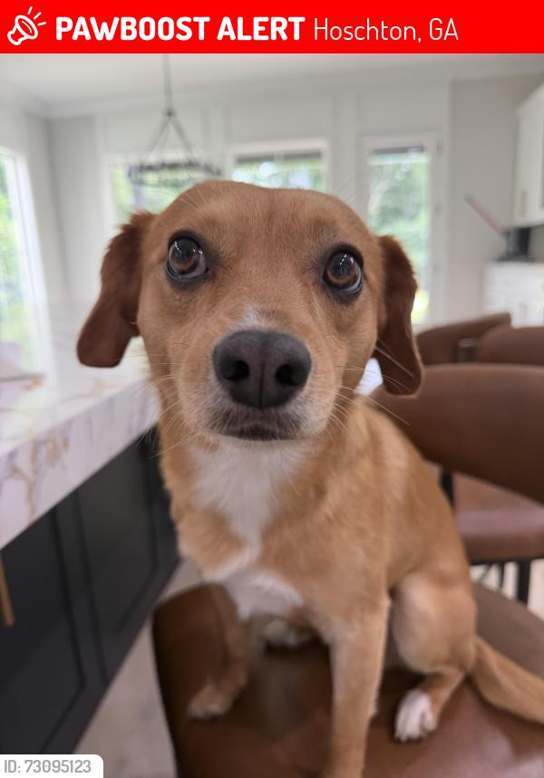 Lost Male Dog last seen Braselton hwy, Hoschton, GA 30548