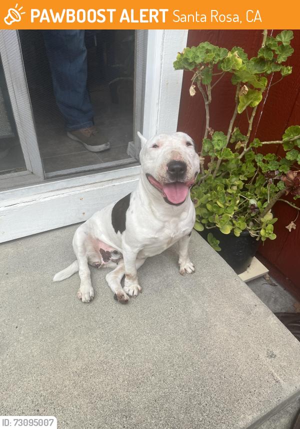 Found/Stray Female Dog last seen Moorland Ave, Santa Rosa, CA 95407