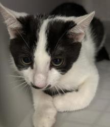 Shelter Stray Female Cat last seen Near Forestside Lane, Atlanta, GA, 1251 Fulton Industrial Blvd NW, Atlanta, GA 30336, USA