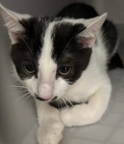Shelter Stray Female Cat last seen Near Forestside Lane, Atlanta, GA, 1251 Fulton Industrial Blvd NW, Atlanta, GA 30336, USA