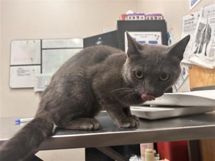 Shelter Stray Male Cat last seen Near blk Palomino Cove, Williamson County, TX, 1855 SE Inner Loop, Georgetown, TX 78626, USA