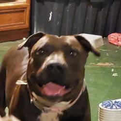 Reunited Female Dog last seen Down Plainfield ave, going to Morris St near Racetrac, Indianapolis, IN 46241